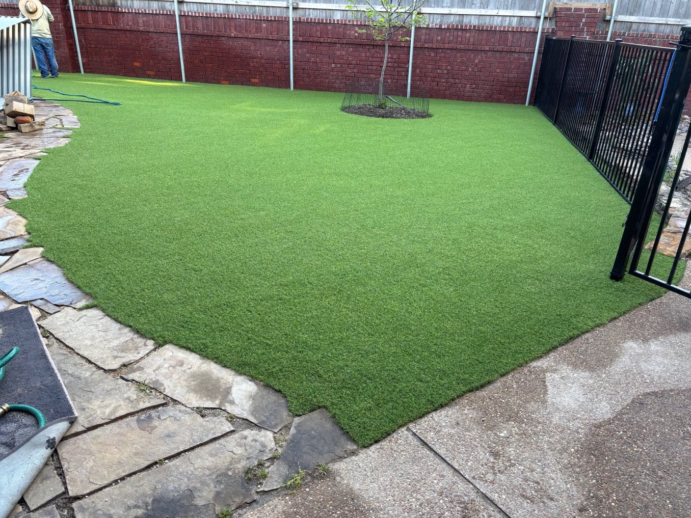 After: a patchy backyard along a privacy fence