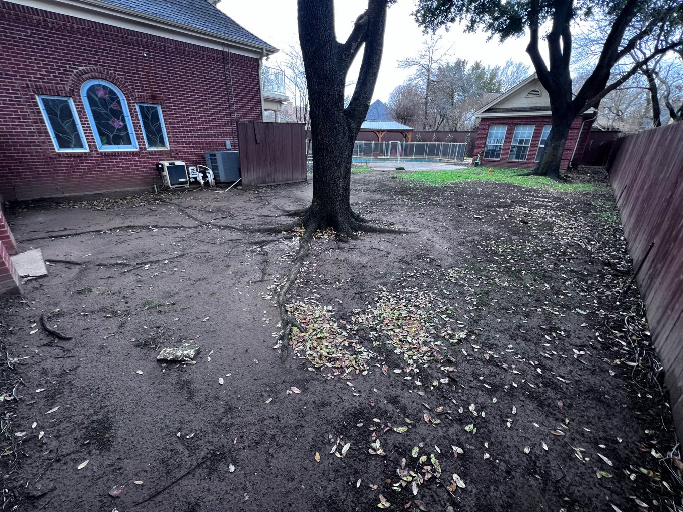 Before: bare dirt and exposed roots under a mature backyard tree